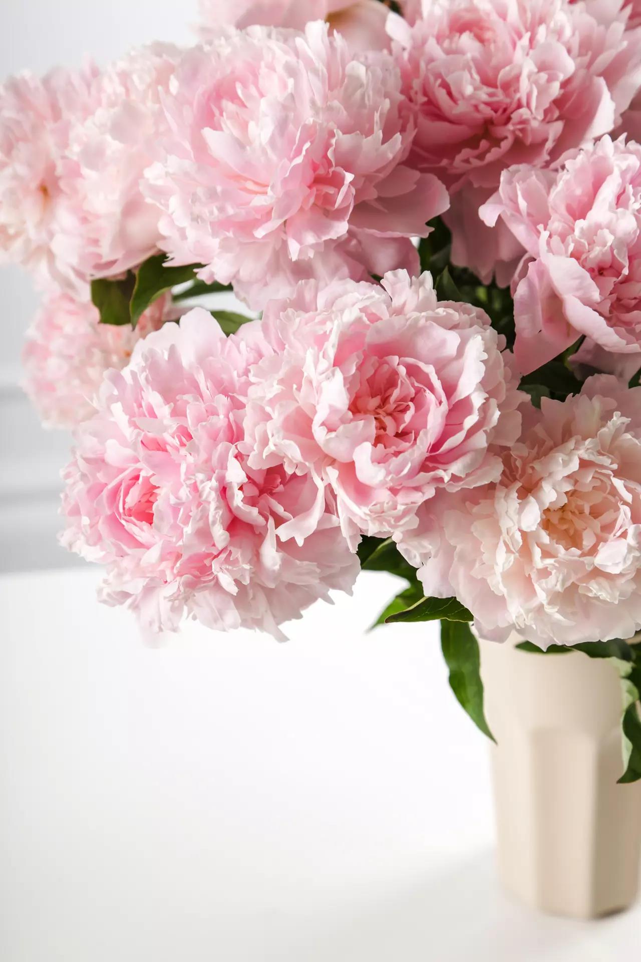 Fresh peonies in a vase in the Z-Dermatology office